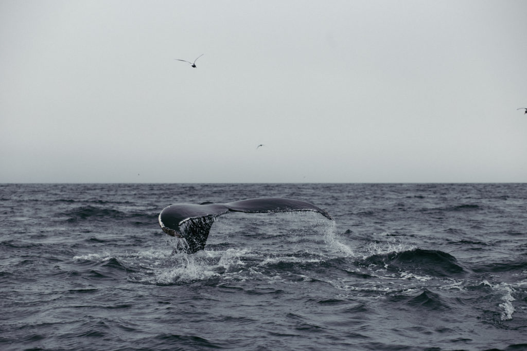 Wale beobachten Husavik mit einem Fischerboot