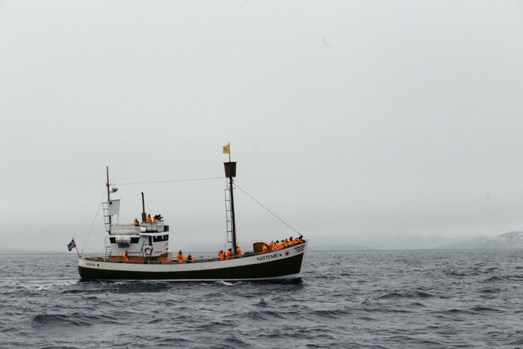 Wale beobachten Husavik mit einem Fischerboot